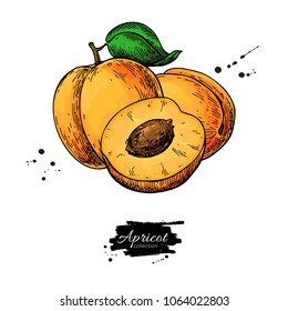 Apricot vector drawing. Hand drawn fruit and sliced pieces.  Summer food illustration. Detailed vegetarian sketch. Great for label, poster, print, menu,  packaging design.