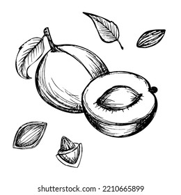Apricot vector drawing set. Fruits drawings isolated on a white background. Vector illustration.