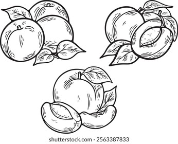 Apricot vector drawing set. Fruits drawings isolated on a white background.