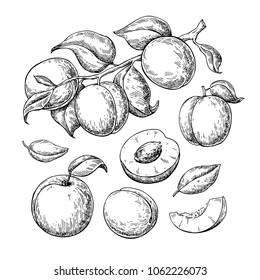 Apricot vector drawing set. Hand drawn fruit, branch and sliced pieces. Summer food engraved style illustration. Detailed vegetarian sketch. Great for label, poster, print, menu