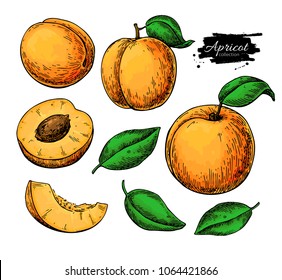 Apricot vector drawing set. Hand drawn fruit and sliced pieces. Summer food illustration. Detailed vegetarian sketch. Great for label, poster, print, menu, packaging design