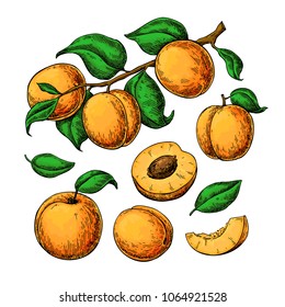 Apricot vector drawing set. Hand drawn fruit, branch and sliced pieces. Summer food illustration. Detailed vegetarian sketch. Great for label, poster, print, menu, packaging design