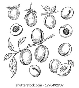 Apricot vector drawing set. Hand drawn fruit, branch and sliced pieces. Sketch style illustration. 