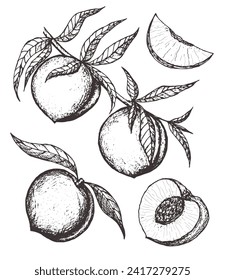 Apricot vector drawing set. Hand drawn fruit, branch and sliced pieces. Summer food engraved style illustration. Detailed vegetarian sketch. Great for label, poster, print, menu