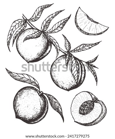 Apricot vector drawing set. Hand drawn fruit, branch and sliced pieces. Summer food engraved style illustration. Detailed vegetarian sketch. Great for label, poster, print, menu