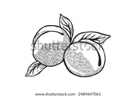Apricot vector drawing set. Hand drawn peach fruit and leaf. Summer food engraved style illustration. Detailed vegetarian sketch. Great for label, poster, print, menu. isolated on white background.