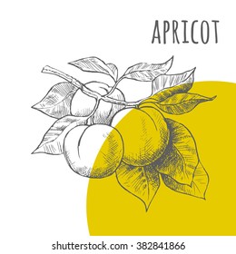 Apricot vector freehand pencil drawn sketch. Illustration of apricots bunch on branch with leaves. Part of set of fruits sketchy drawings.