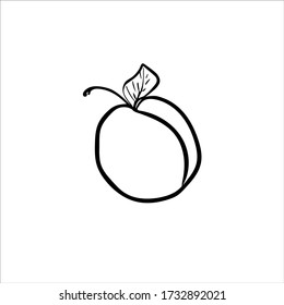 Apricot vector icon. Hand drawn vector fruit with leaf isolated on white background. Illustration in doodle style. Healthy food symbol.