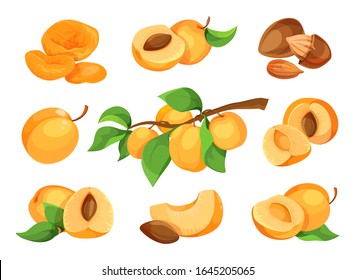 Apricot vector icon set. Set of cartoon ripe apricot with leaves, half and slices of fruits, vector illustration. Fresh apricot icons, isolated on white background. Elements for label.
