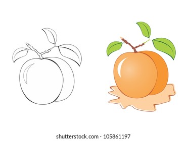 Apricot. Vector illustration.
