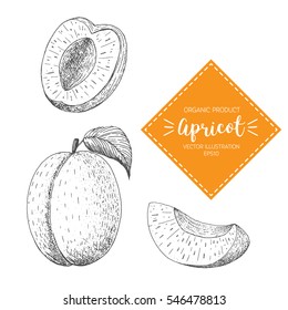 Apricot vector illustration. Hand-drawn design element. A fruit drawn in vintage style