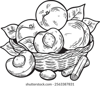 Apricot vector line drawing illustration. Basket of fresh apricots, cinnamon stick. Fruits drawings isolated on a white background.