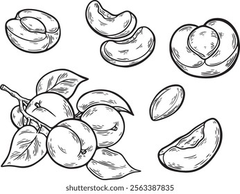 Apricot vector line drawing set. Hand drawn fruit, branch and sliced pieces. Fruits drawings isolated on a white background. Great for label, poster, print, menu