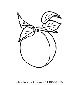 apricot vector logo design template. fruit or food icon.