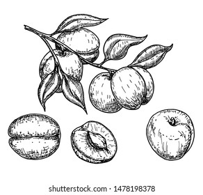 Apricot vector sketch set. Hand drawn fruit and sliced pieces. Summer food engraved style illustration. Detailed vegetarian sketch. Great for label, poster, print, menu 