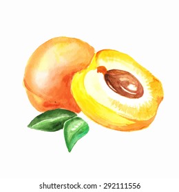 Apricot. Vector Watercolor Painting On White Background