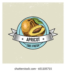 Apricot Vintage, hand drawn fresh fruits background, summer plants, vegetarian and organic citrus and other, engraved.