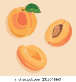 Apricot whole and cut in half with a stone. Hand drawn vector image of fruit. Summer juicy fruits.