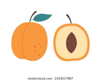 Apricot whole and half. Summer fruit isolated on white background. Healthy and organic food. Hand drawn flat style fresh apricots. Ripe apricot with leaf. Vector illustration