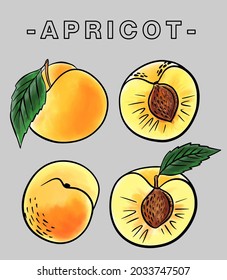 Apricots are drawn with a black line. Colored, watercolor. Vector.