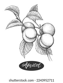 Apricots engraving branch. Vintage hand drawn peaches vector sketch, vegetarian nectarine plant path with fruits and leaves retro etching style drawing isolated black on white