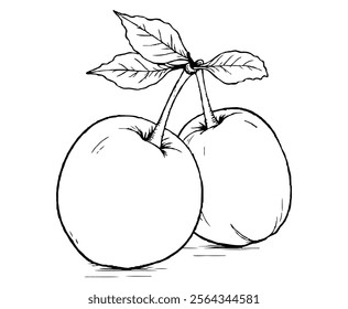 Apricots Fruit Coloring Page Colored Illustration