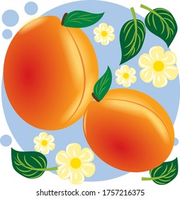 Apricots, great design for any purpose. Colorful, bright and very tasty.