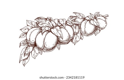 Apricots growing on tree branch, outlined engraved drawing. Contoured etched fruits bunch, cluster and leaves hanging. Vintage retro handdrawn vector illustration isolated on white background