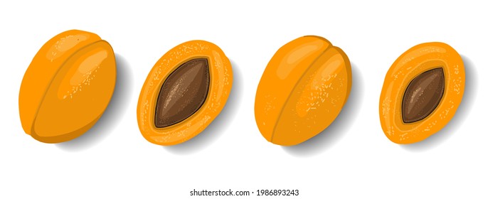 Apricots isolated on white background. Fruit clipart. Element for summer design. Vector illustration