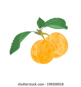 Apricots with leaves vector Illustration