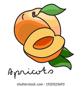 Apricots on white background. Vector illustration 