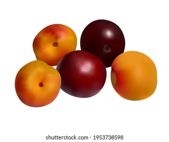 apricots and plums isolated on white - vector