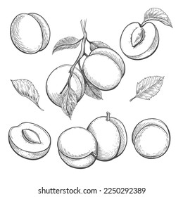 Apricots retro sketch. Vintage peach apricot nectarine etching style drawing elements for vegetarian canned food, garden fruits and leafs isolated vector illustrations