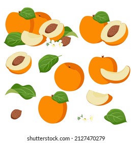 Apricots, Set of apricot isolated on white background, Apricots vector illustration.