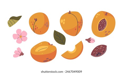 Apricots Various Elements Including Slices, Seeds, Leaves And Flowers. Cartoon Vector Set Showcases Different Parts