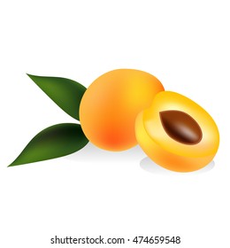 Apricots vector photo realistic