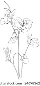 April Geburt Blume. Geburt Monat Blumenzeichnung. Geburtstagsblumen-Clipart. Botanische Zeichnung, Line-Art süße Erbsen-Blumenzeichnung, süße Erbse und Gänseblümchen botanische Clip-Kunst, süße Erbsen-Wandkunst