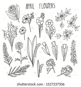 April flowers doodle hand drawn vector illustration. King protea, clematis, tulip, icelandic poppy, anemone, delphinium, daffodil, lilly the valley, mimosa acacia, anemone. 