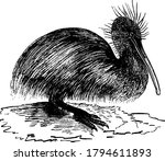 Apteryx is flightless bird native to New Zealand and is from family Apterygidae, vintage line drawing or engraving illustration.