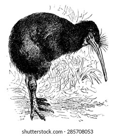 Apteryx, vintage engraved illustration. La Vie dans la nature, 1890. svg