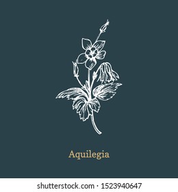 Aqilegia vector illustration on dark background. Hand drawn sketch of Columbine wild flower in engraving style. Botanical plant isolated.