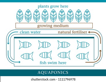 Aquaponics diagram vector