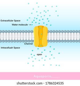 Aquaporin also known as water channels, major intrinsic protein,  Function: forms pores on the membrane of Plasma membrane of cells, facilitating transport of water molecules 