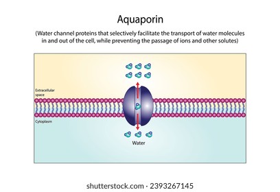 Aquaporin, water molecules movement through of the aquaporin channel, an integral membrane proteins. Movement of oxygen ,carbon dioxide molecules and steroid hormones.