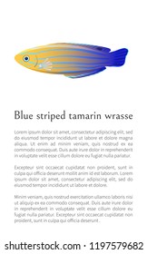 Aquarium blue striped tamarin wrasse poster with text sample. Marine creature color cartoon flat vector illustration, info about marine life creature