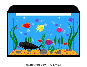 Aquarium with exotic fishes, catfish, pebbles and alga. Vector illustration