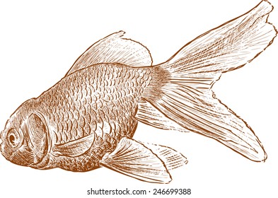 aquarium fish