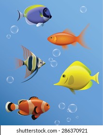 Aquarium fish