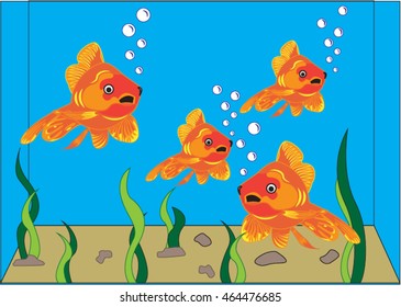 aquarium fish