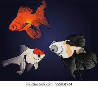Aquarium fish